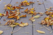 How to Manage Fallen Tree Leaves in Your Yard